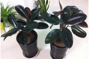 橡皮樹(shù)有幾個(gè)品種，橡皮樹(shù)品種圖片大全