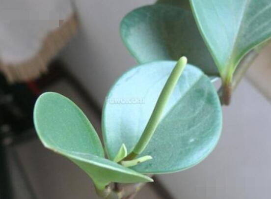 碧玉花的扦插方法圖解，教你五個扦插便可爆盆好方法