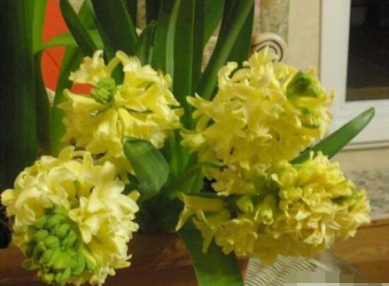 風(fēng)信子花代表什么意思，代表著永遠(yuǎn)的懷念、重生的愛