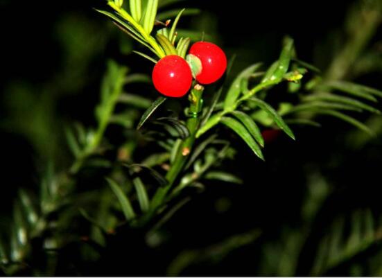 紅豆杉泡水喝的功效，防癌抗癌、增強(qiáng)免疫力、消炎抑菌