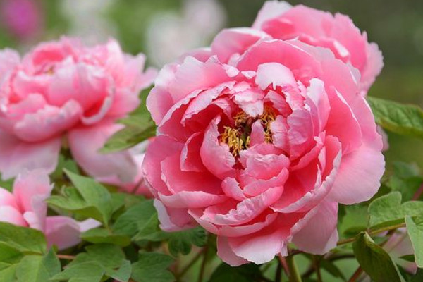 牡丹花的養(yǎng)護(hù)方法