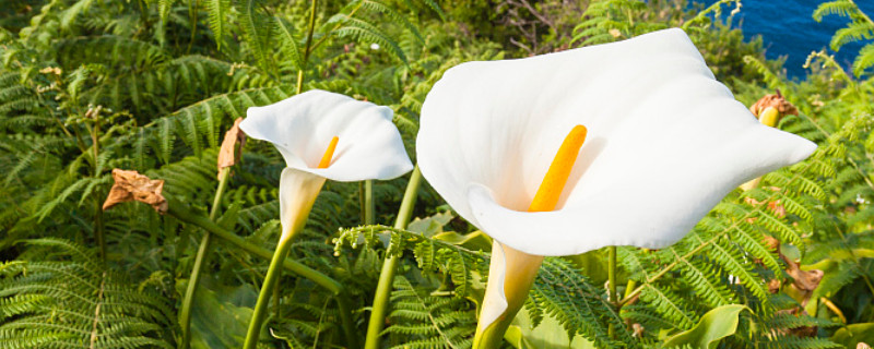 盆栽馬蹄蓮怎么養(yǎng)