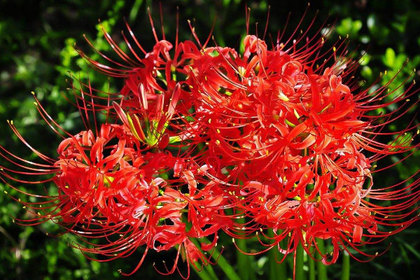 彼岸花種球需要?jiǎng)兤? src="/nongchan/d/file/20201223/gcg23mo1qrh.jpg" / data-IzyF="Q9EYv3"></p>
<p data-P421="5UvrrN">
	彼岸花種球不需要?jiǎng)兤ぃN球的表皮很薄，種植后不會(huì)影響到它的生長發(fā)芽，但是在種植它種球的時(shí)候，我們需要先將其清洗干凈，并用專用的消毒藥劑對(duì)其進(jìn)行消毒，以防種球栽種后出現(xiàn)腐爛的現(xiàn)象。</p>
<p data-vC8Z="e2hFYP">
	<strong data-zkBW="gPRcdf">2、土壤要求</strong></p>
<p data-Y4O4="SQxwNt">
	<img alt=