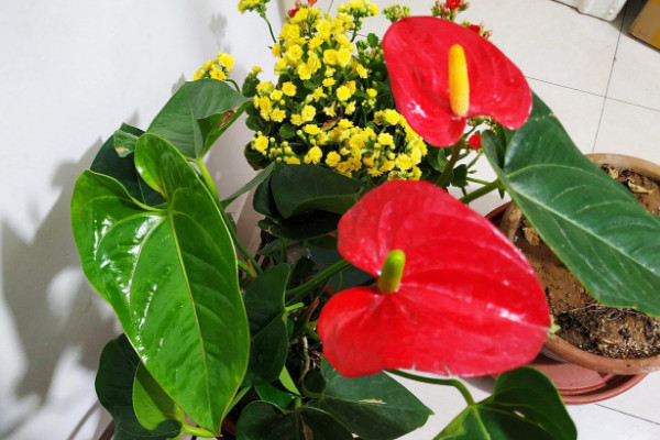 紅掌怎么養(yǎng)