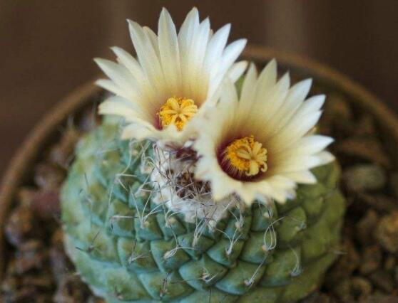 家里放仙人球是吉是兇，化解煞氣、安居樂業(yè)(吉兆)