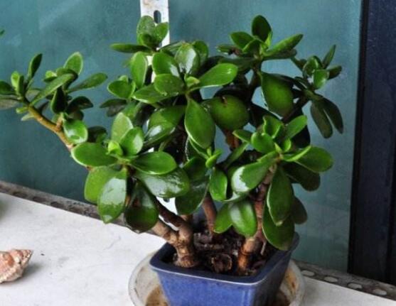 燕子掌和玉樹哪個有毒，玉樹汁液有毒/燕子掌無毒現(xiàn)象