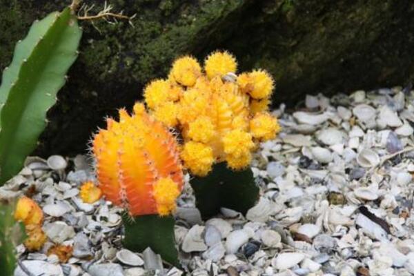 仙人掌開(kāi)花有什么寓意嗎，代表著奇跡與希望