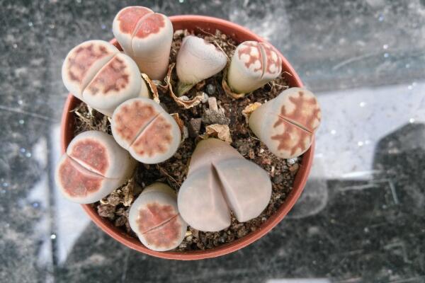 生石花需要修根嗎，建議在每年換土的時(shí)候修根