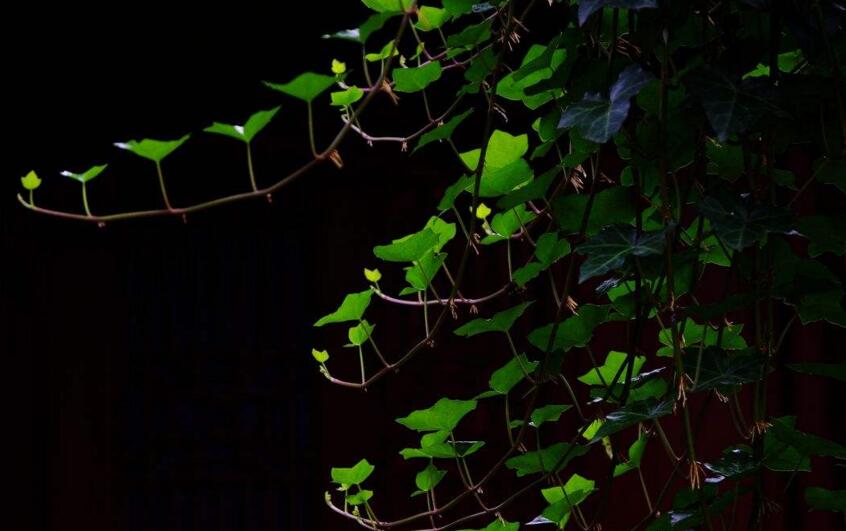 常青藤夏天怎么澆水，澆水時(shí)間要控制好