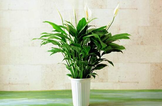 一帆風(fēng)順?biāo)B(yǎng)還是土養(yǎng)，土養(yǎng)最為合適(水養(yǎng)易爛根)