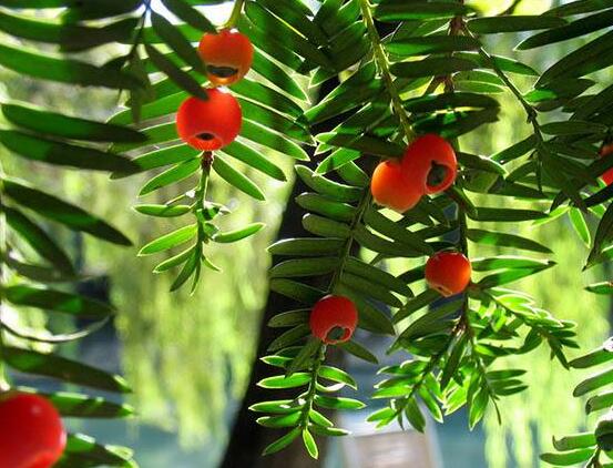 水杉與紅豆杉的區(qū)別，教你三種區(qū)別方法(葉子/果子/習(xí)性)