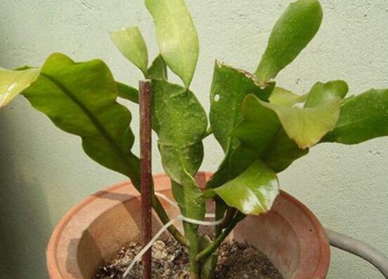 曇花怎么修剪，以輕剪與中剪為主(忌重剪)