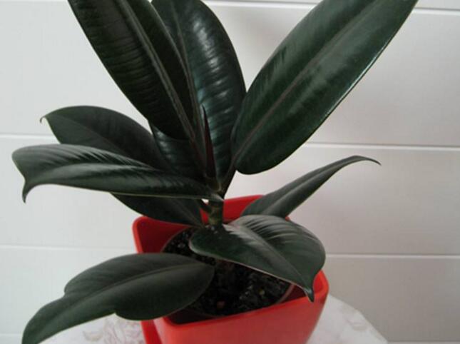 橡皮樹落葉子怎么回事，中自然原因和病害5種原因造成的