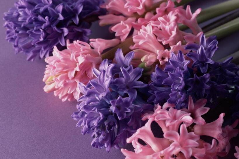 風(fēng)信子的傳說，古希臘神話中的爛漫之花