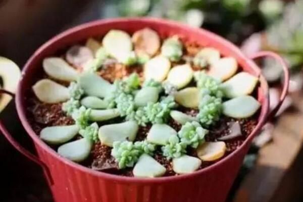 寶石花怎樣用葉子繁殖，寶石紅葉子繁殖5大要點(diǎn)