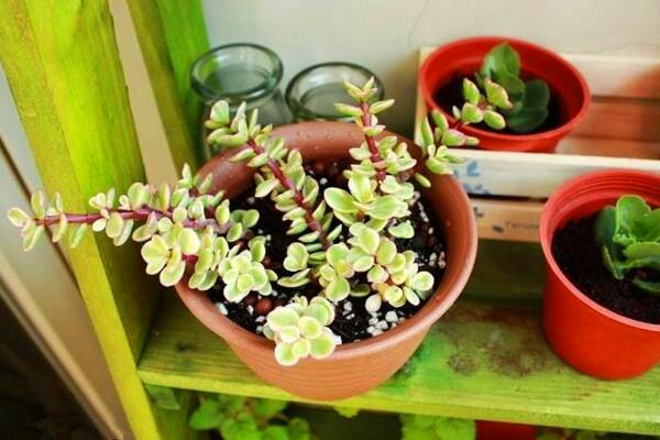 雅樂之舞修剪造型圖解，雅樂之舞的修剪3步即可完成