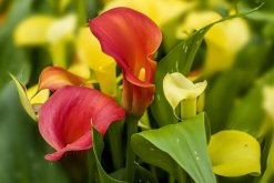 彩色馬蹄蓮為什么不能復(fù)花，復(fù)花難度大、管理方法不當(dāng)