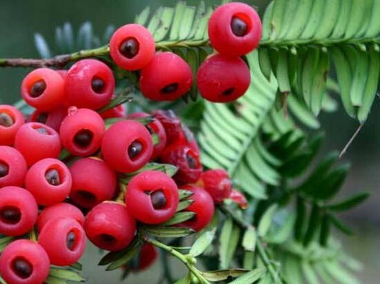 紅豆杉種子怎么種，做好這四點(diǎn)就會(huì)生根發(fā)芽