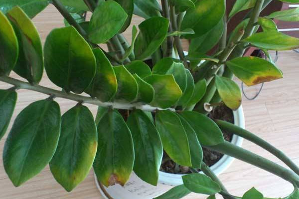 金錢(qián)樹(shù)冬天好養(yǎng)嗎