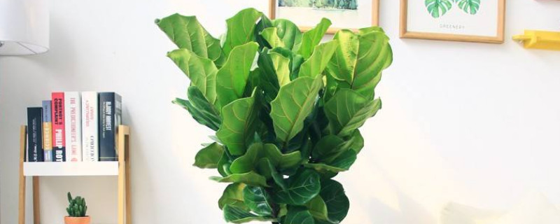 怎么保護琴葉榕過冬