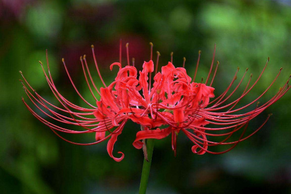 彼岸花養(yǎng)在什么地方