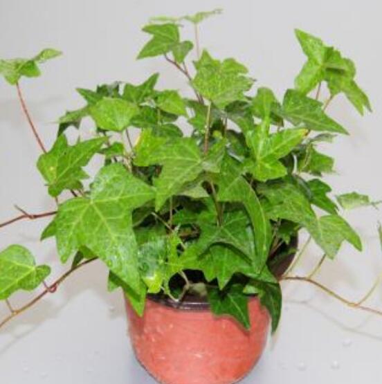 盆栽常春藤怎么爆盆，教你五點(diǎn)養(yǎng)護(hù)措施盆盆枝繁葉茂