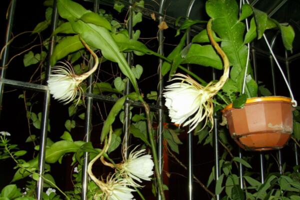 曇花抽桿子了怎么養(yǎng)