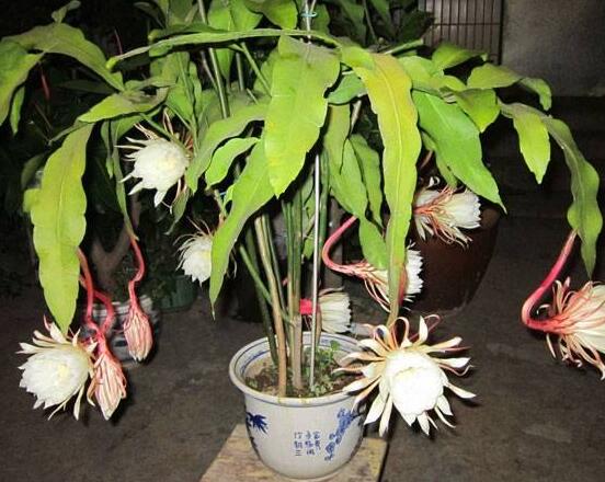 曇花的繁殖方法，盤點(diǎn)最常見的三種繁殖方法(扦插/播種/嫁接)