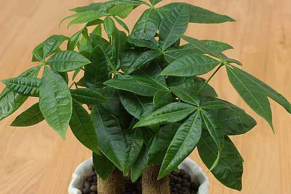 招財樹葉子發(fā)黃怎么辦