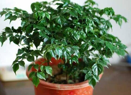 幸福樹開花什么預(yù)兆、寓意著家庭和睦，幸福快樂(吉兆)