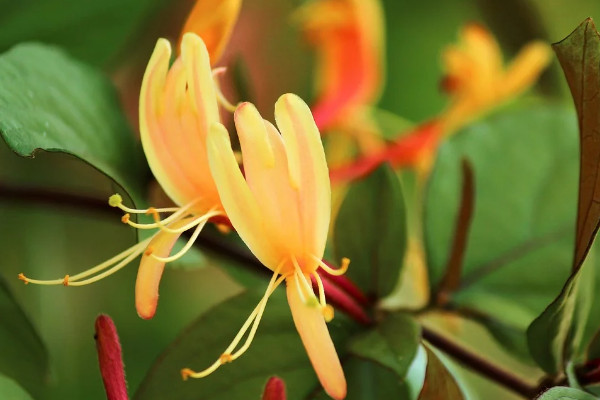 金銀花怎么修剪開(kāi)花多