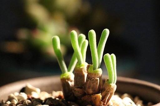 碧光環(huán)多肉怎么種，播種時(shí)間要選對(duì)