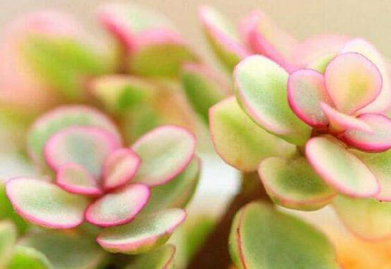 雅樂之舞的用途，盤點(diǎn)最實(shí)用四種價(jià)值