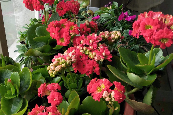 長(zhǎng)壽花怎么養(yǎng)家庭養(yǎng)法