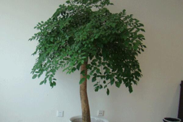 幸福樹葉子越長(zhǎng)越小