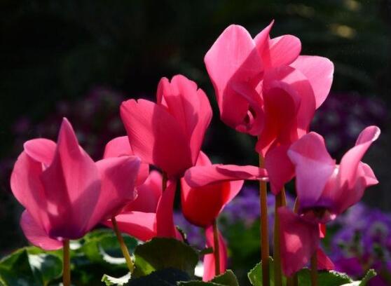 仙客來花期需施什么肥，做好薄肥少施原則(磷鉀肥為主)