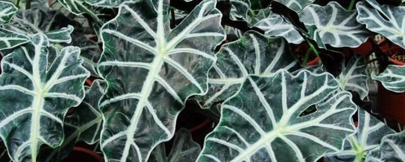 黑葉觀音蓮如何澆水