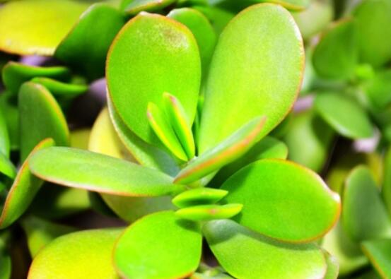 燕子掌葉子變軟怎么辦，教你最常見(jiàn)兩種解決辦法(光照與施肥)