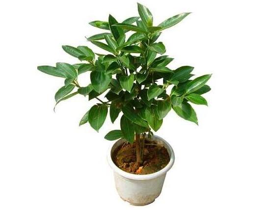 平安樹怎么繁殖，平安樹扦插方法圖解