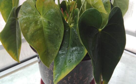 紅掌葉子發(fā)黃焦邊干枯是怎么回事，教你最直接有效三種解決措施