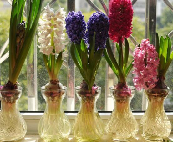 冬天能水培風信子么，可以/保持溫暖環(huán)境、注意水溫