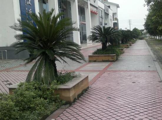 鐵樹的花語是什么，代表著堅貞不屈，長壽富貴，吉祥如意