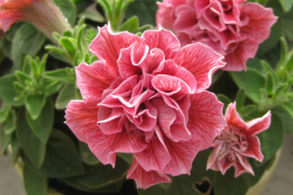 重瓣牽?；ㄊ裁磿r候扦插好