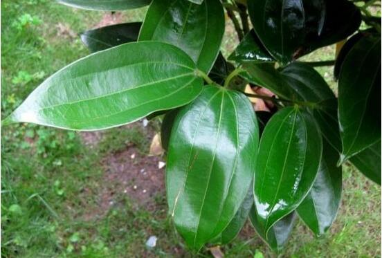 平安樹圖片大全，凈化空氣，矯正異味