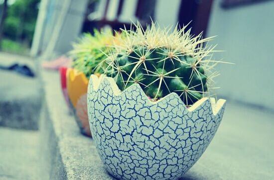 仙人球有毒嗎，仙人球的刺扎了怎么辦