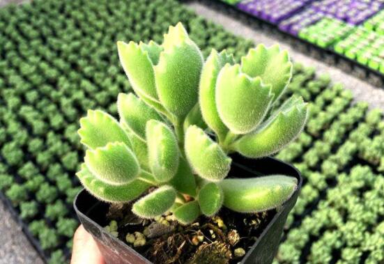 熊童子怎么養(yǎng)才能飽滿，老農總結五個重要養(yǎng)護措施