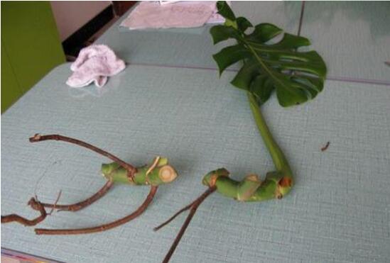 龜背竹的扦插方法，以10厘米枝條為主/注意保留氣生根