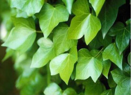 常春藤扦插步驟圖解，老農(nóng)總結(jié)六點(diǎn)最最簡易的基本步驟