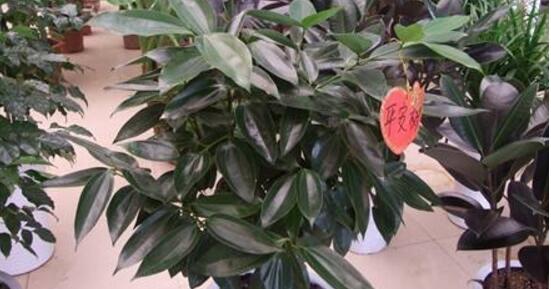 平安樹怎么修剪，平安樹的修剪方法和技巧