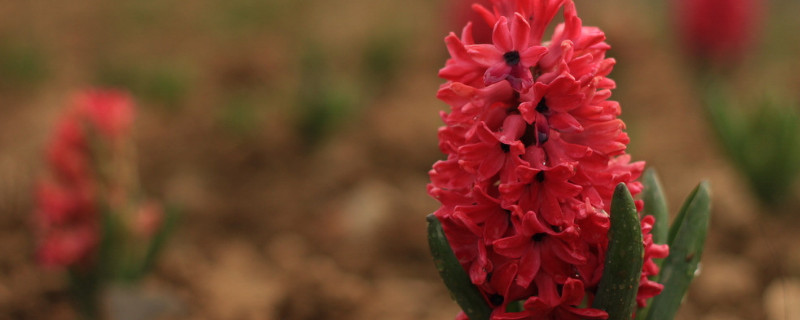 風(fēng)信子冬天怕凍嗎